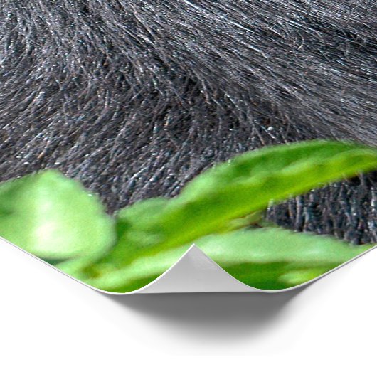 Closeup Andean beer Poster (Hoek)