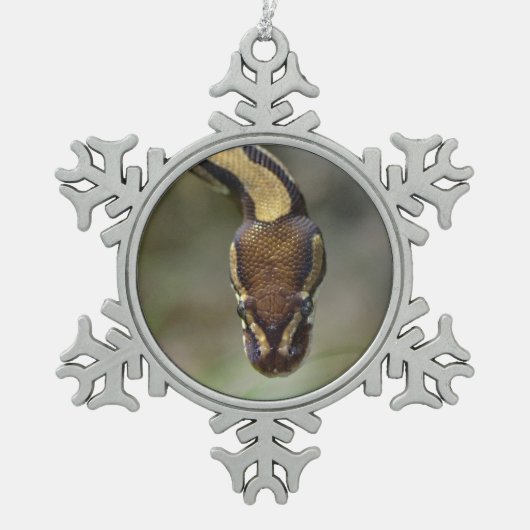 Closeup ball pythonPostcard Briefkaart Tin Sneeuwvlok Ornament (Voorkant)