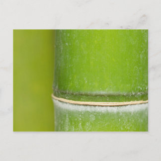 Closeup Bamboo Stalk Briefkaart
