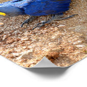 Closeup blue hyacinth macaw, bovenaan gezien poster (Hoek)