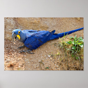 Closeup blue hyacinth macaw, bovenaan gezien poster