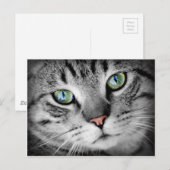 Closeup Cat Briefkaart (Voorkant / Achterkant)