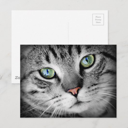 Closeup Cat Briefkaart (Voorkant / Achterkant)