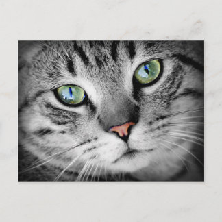 Closeup Cat Briefkaart