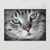 Closeup Cat Briefkaart (Voorkant)