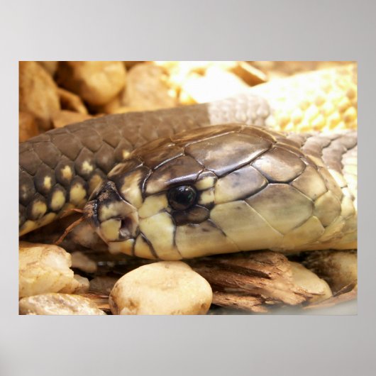 Closeup Cobra Head Poster (Voorkant)