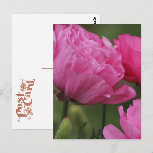 Closeup Deep Peony Pink Ranunculus Briefkaart (Voorkant / Achterkant)