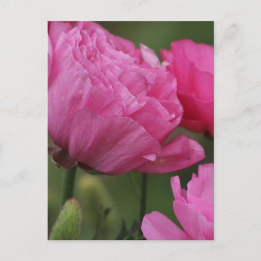 Closeup Deep Peony Pink Ranunculus Briefkaart (Voorkant)