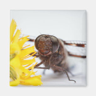 Closeup Dragonfly Face en Gele Dandelion Flower Magneet
