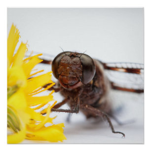 Closeup Dragonfly Face en Gele Dandelion Flower Perfect Poster
