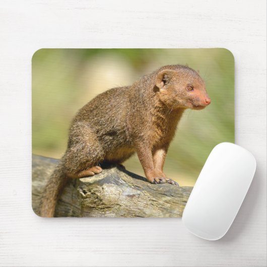 Closeup dwarf mongans briefkaart vierkant me muismat (Met muis)