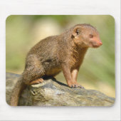 Closeup dwarf mongans briefkaart vierkant me muismat (Voorkant)