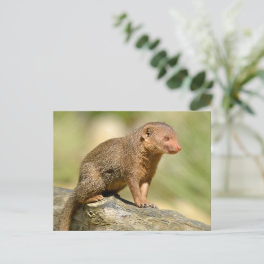 Closeup dwergmangans briefkaart (Staand voorkant)