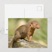 Closeup dwergmangans briefkaart (Voorkant / Achterkant)