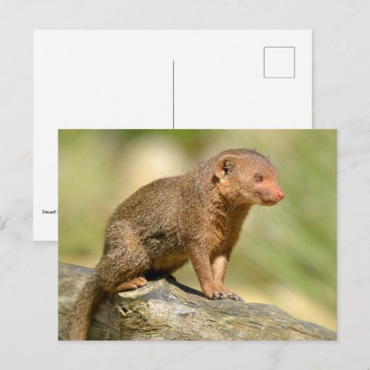 Closeup dwergmangans briefkaart (Voorkant / Achterkant)