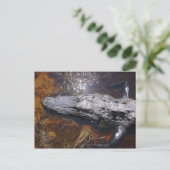 Closeup Florida Alligator Briefkaart (Staand voorkant)