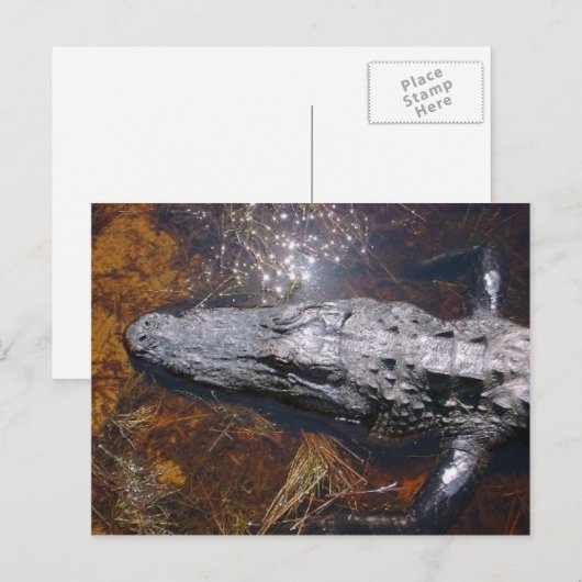 Closeup Florida Alligator Briefkaart (Voorkant / Achterkant)