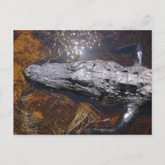 Closeup Florida Alligator Briefkaart
