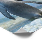 Closeup Foto van Two king Penguins Poster (Hoek)