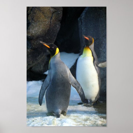 Closeup Foto van Two king Penguins Poster (Voorkant)