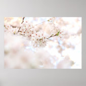 CLOSEUP FOTOGRAPHY WHITE CHERRY BLOSSOMS POSTER (Voorkant)