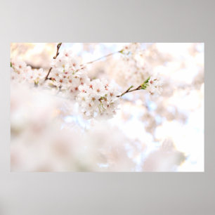CLOSEUP FOTOGRAPHY WHITE CHERRY BLOSSOMS POSTER
