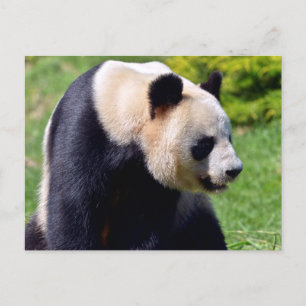 Closeup gigantische panda uit profiel briefkaart