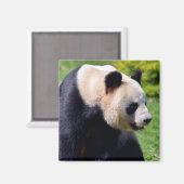 Closeup gigantische panda uit profiel magneet (Voorkant / Achterkant)