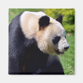 Closeup gigantische panda uit profiel magneet (Voorkant)