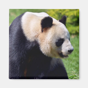 Closeup gigantische panda uit profiel magneet