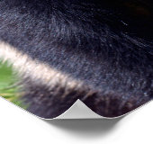 Closeup gigantische panda uit profiel poster (Hoek)