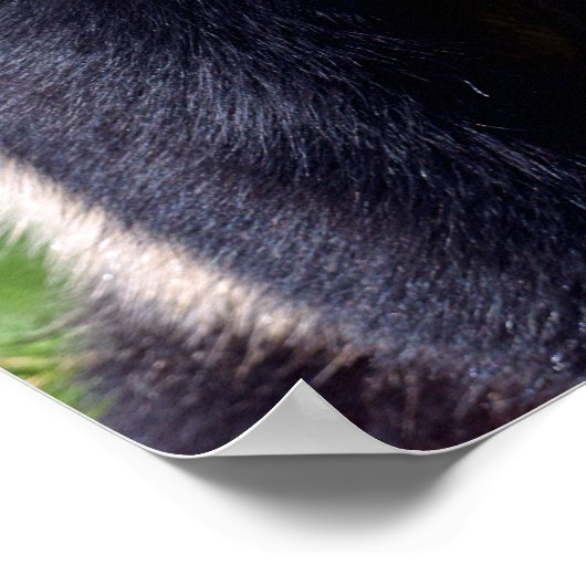 Closeup gigantische panda uit profiel poster (Hoek)