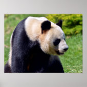 Closeup gigantische panda uit profiel poster (Voorkant)
