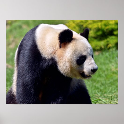 Closeup gigantische panda uit profiel poster (Voorkant)