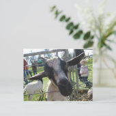 Closeup Goat Briefkaart (Staand voorkant)