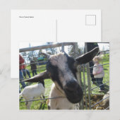 Closeup Goat Briefkaart (Voorkant / Achterkant)