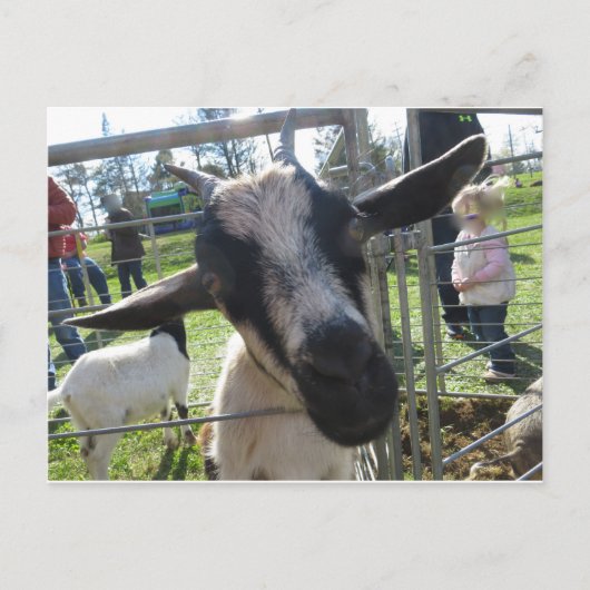Closeup Goat Briefkaart (Voorkant)