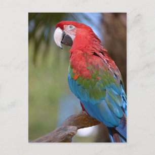 Closeup green-winged macaw briefkaart