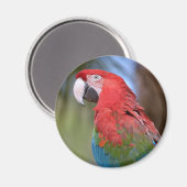 Closeup green-winged macaw magneet (Voorkant / Achterkant)