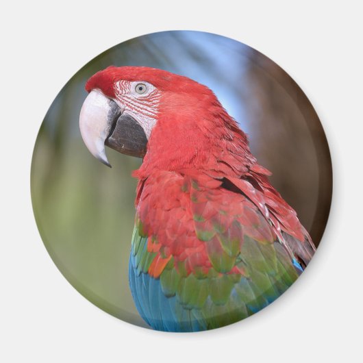 Closeup green-winged macaw magneet (Voorkant)