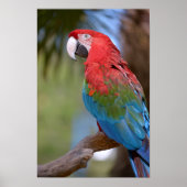 Closeup green-winged macaw poster (Voorkant)