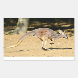 Closeup kangourou wandelende vakantie briefkaart p rechthoekige sticker