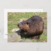 Closeup North American Beaver Briefkaart (Voorkant / Achterkant)