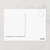 Closeup North American Beaver Briefkaart (Achterkant)