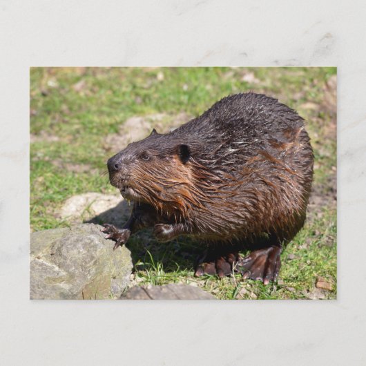 Closeup North American Beaver Briefkaart (Voorkant)