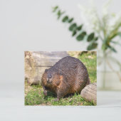 Closeup North American Beaver Briefkaart (Staand voorkant)