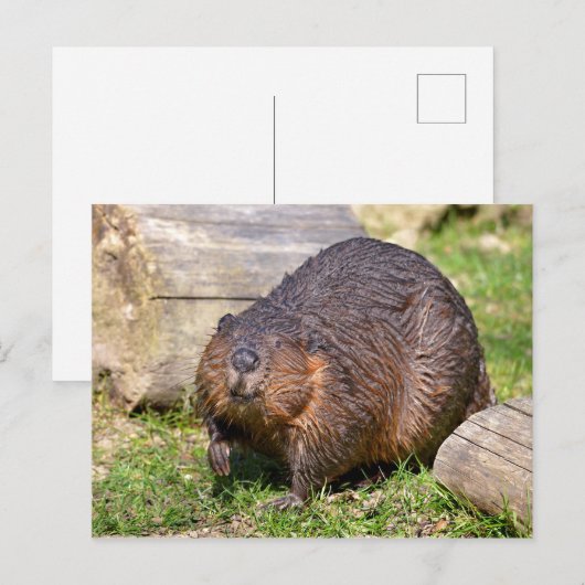 Closeup North American Beaver Briefkaart (Voorkant / Achterkant)