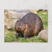 Closeup North American Beaver Briefkaart (Voorkant)