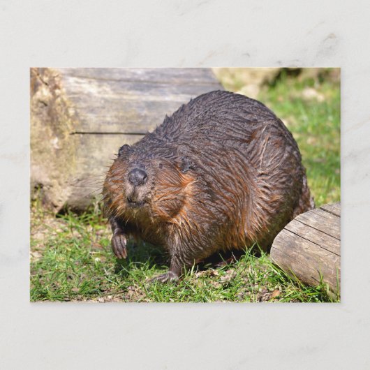 Closeup North American Beaver Briefkaart (Voorkant)