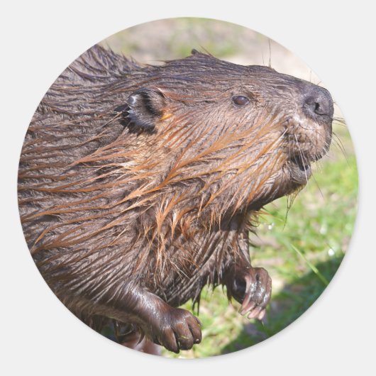 Closeup North American Beaver (Castor canadensis) Ronde Sticker (Voorkant)